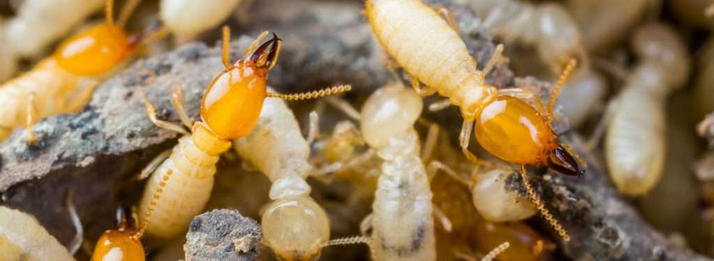 Termite control services near you Marana